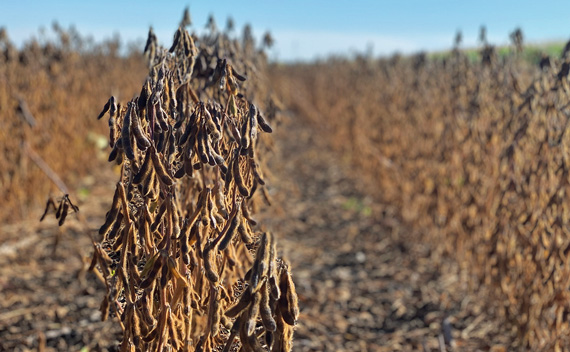 soybean closeup in field | Riverton Research