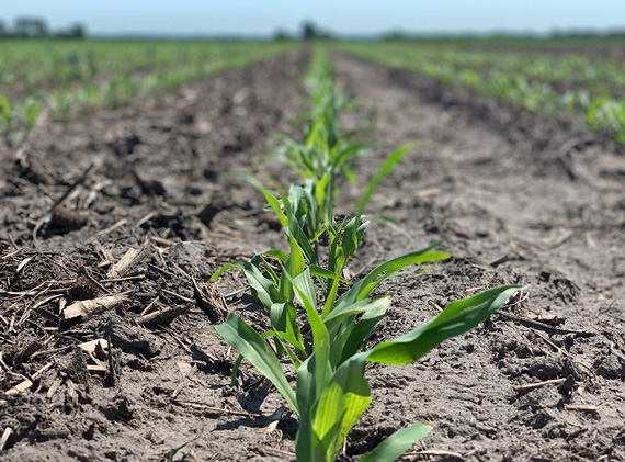 corn testing | Riverton Research