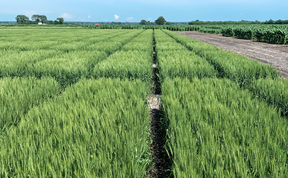 crop testing plots | Riverton Research